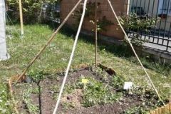 potager