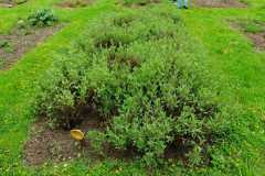 IMG-20240423-WA0006